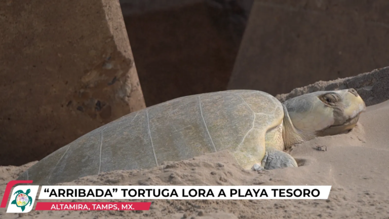 arriba_-tortuga-lora-a-playa-tesoro.png